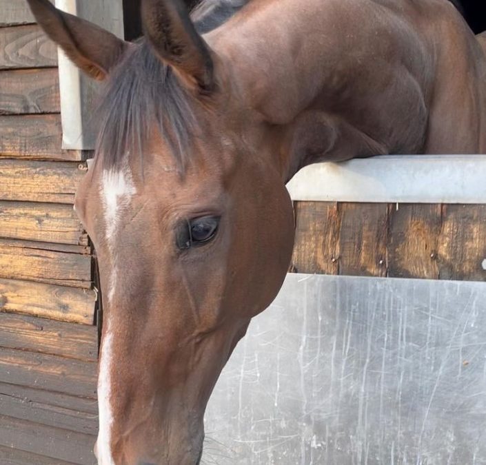16.1hh approx, handsome bay gelding