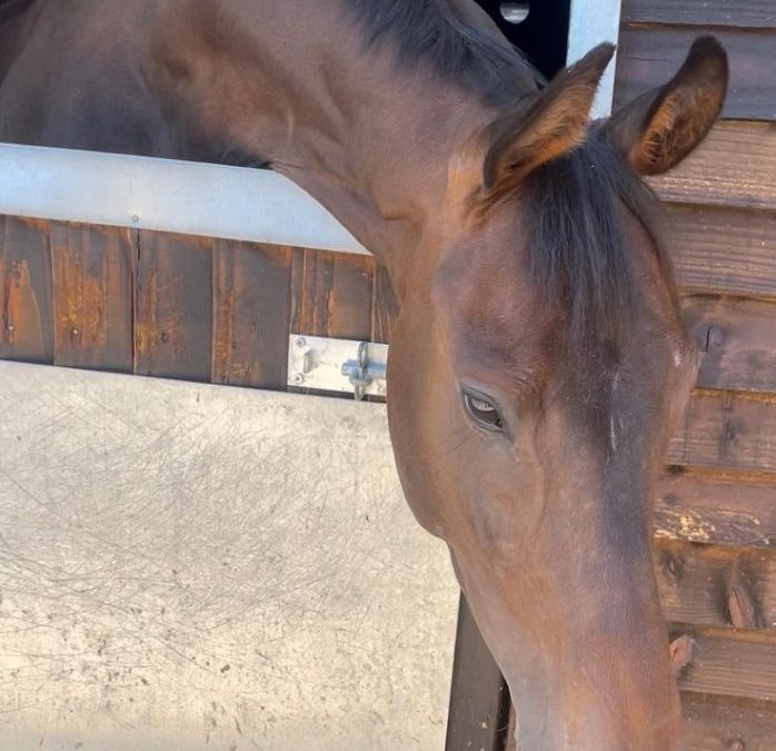 16hh approx, beautiful bay gelding