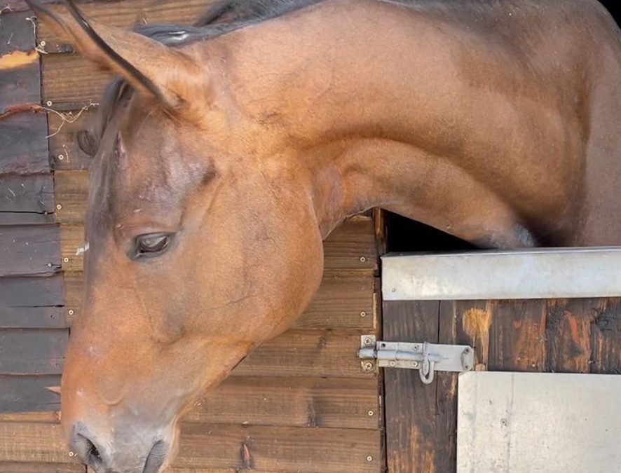 16.2hh approx, handsome bay gelding