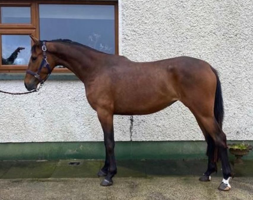 15.2hh approx, quality bay mare