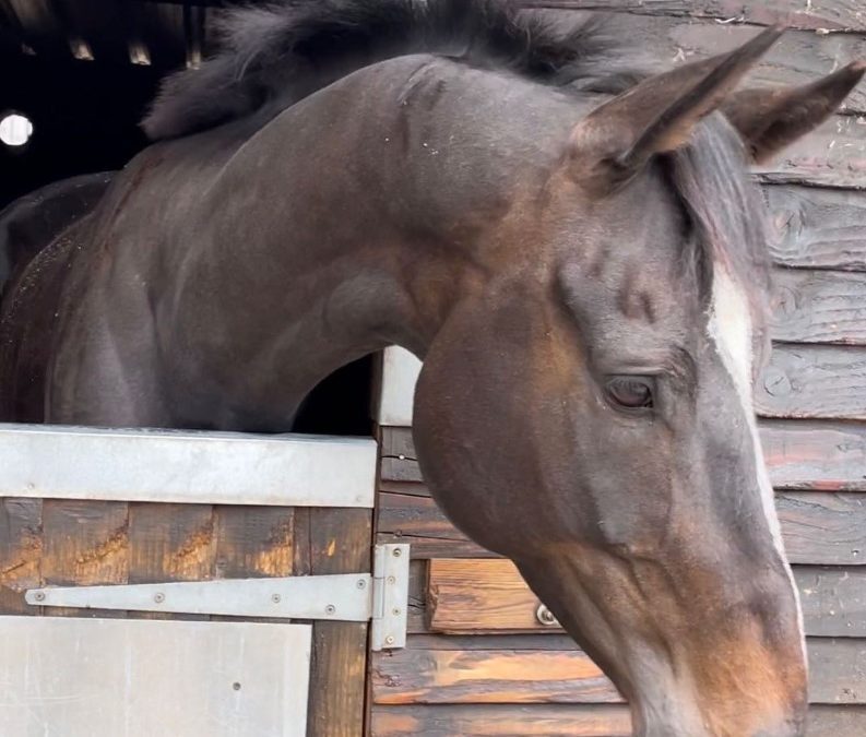 16hh approx, quality bay gelding