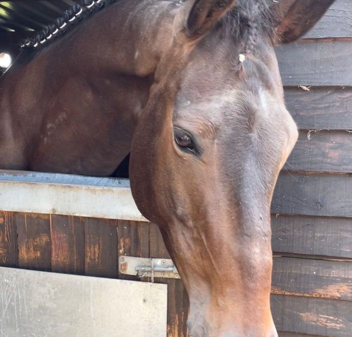 16hh approx, extremely handsome bay gelding