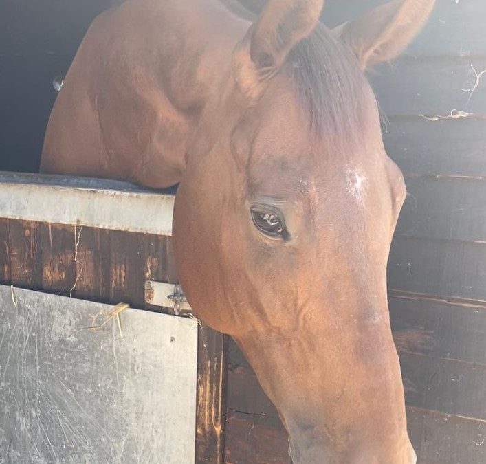 16.2hh approx, absolutely gorgeous chestnut gelding