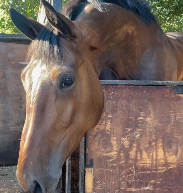 16.2hh approx, quality bay filly