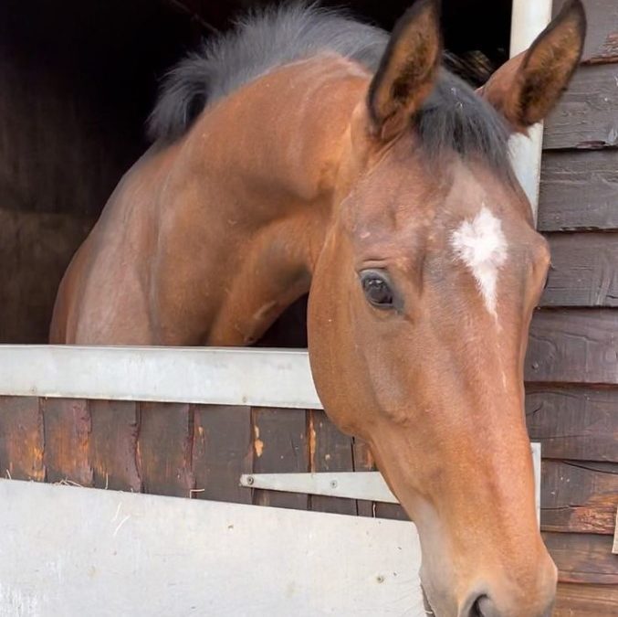 16hh approx, gorgeous bay mare
