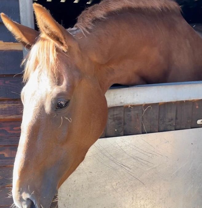 16hh approx, sweet chestnut mare