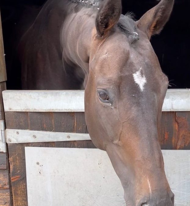 16.1hh approx, adorable bay gelding