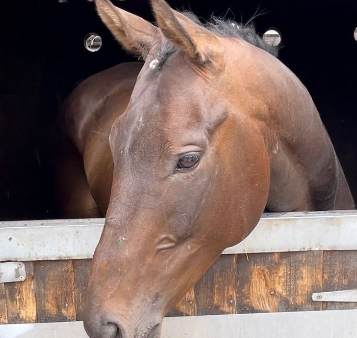16hh approx, quality bay gelding