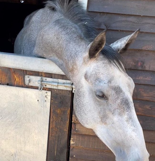 15.3hh approx, smart grey mare