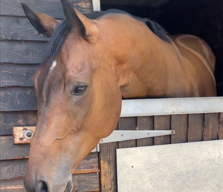 16.2hh approx, EXTREMELY HANDSOME bay gelding