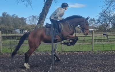 ☘️Ex-racehorse sold as an all-rounder…