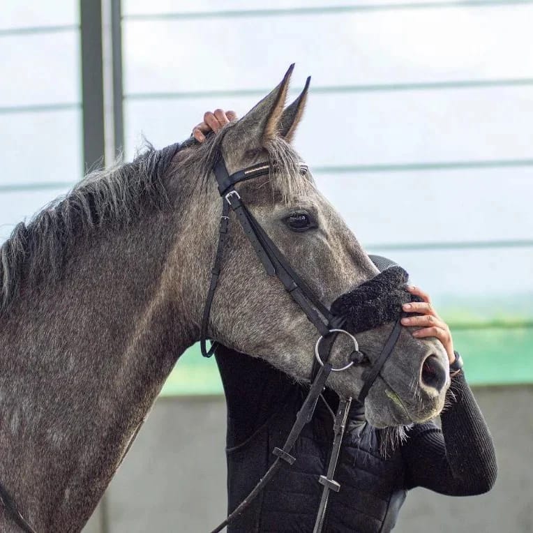 Image of horse looking over a fence